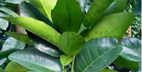 Pomelo Leaf Hydrosol 碌柚葉純露