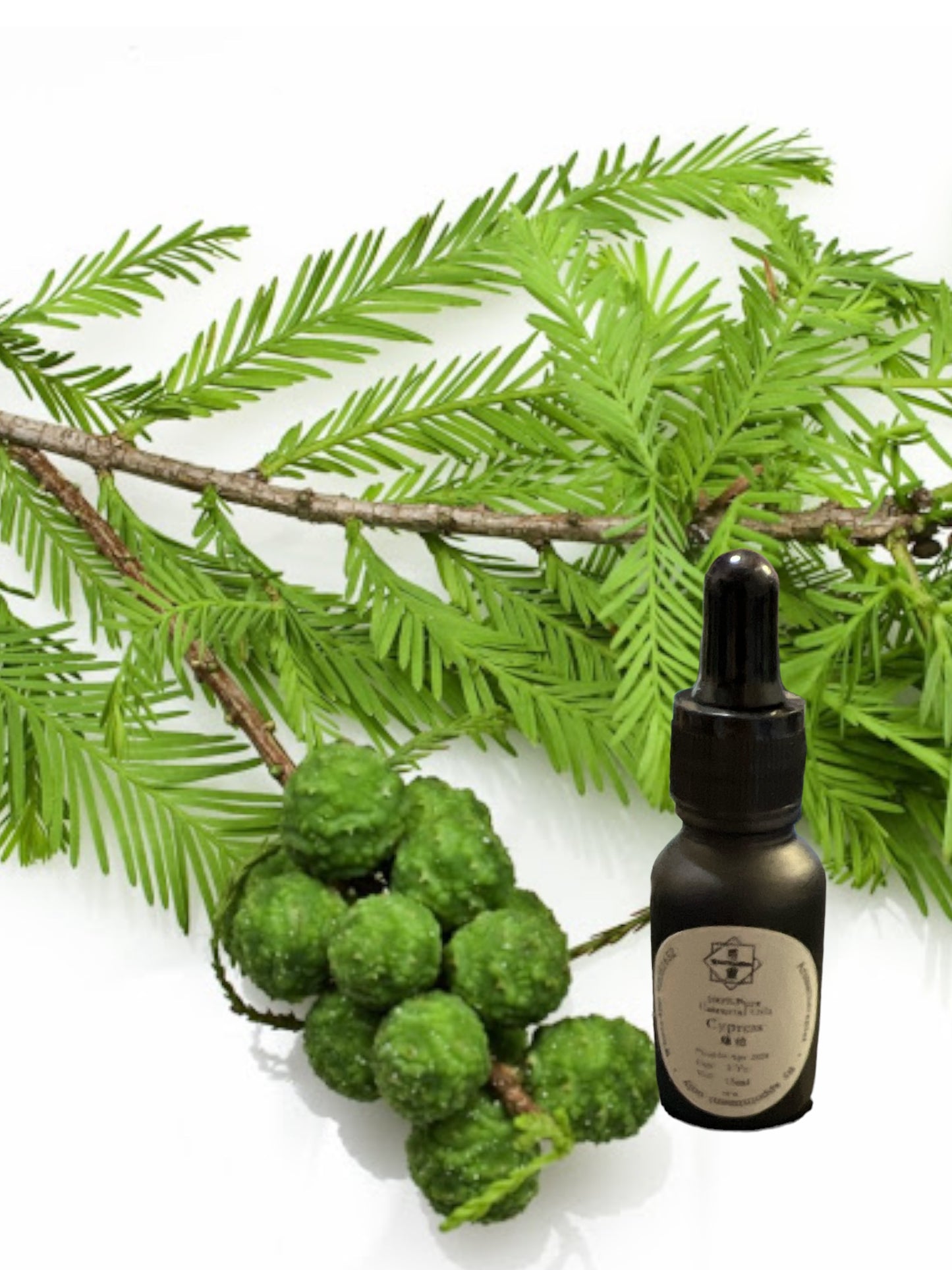 Cypress Essential Oil 絲柏精油