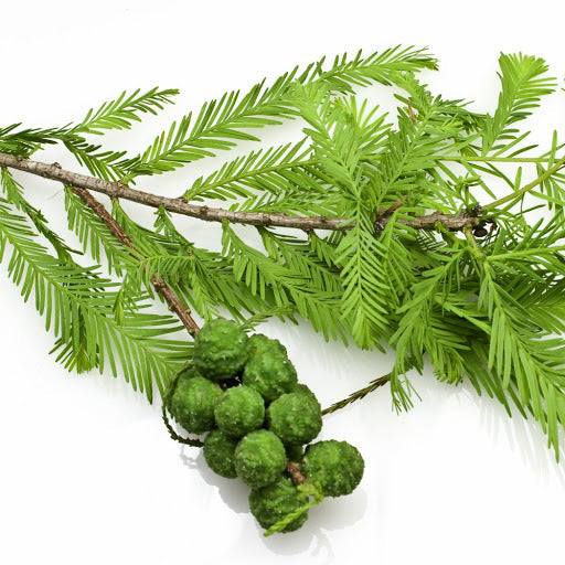 Cypress Essential Oil 絲柏精油