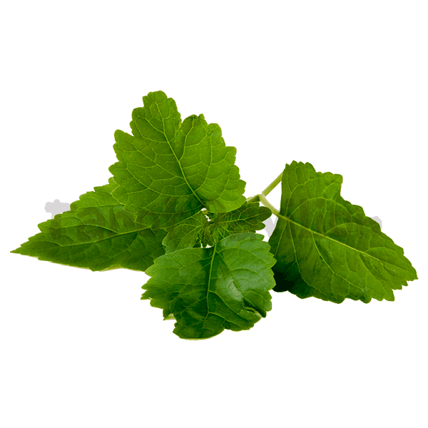Patchouli Oil 廣藿香精油