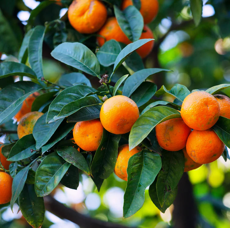 Mandarin Oil 紅桔(柑)精油