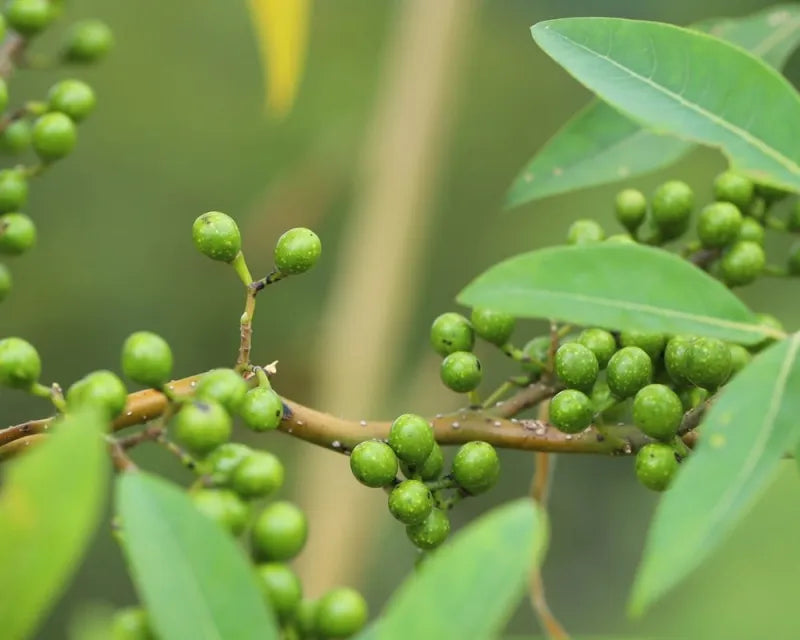 Litsea Oil 山雞椒精油