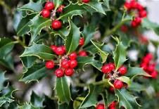 Wintergreen 冬青精油