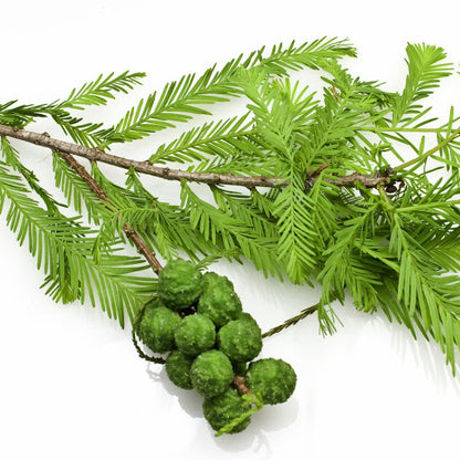 Cypress Essential Oil 絲柏精油