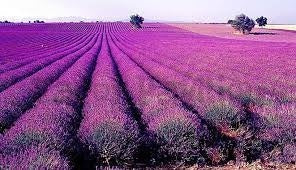 有機真正薰衣草精油 Lavender Trve