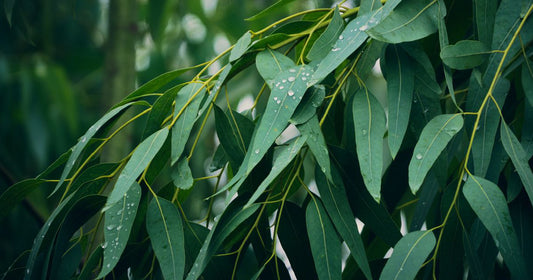 Eucalyptus Essential Oil 尤加利精油