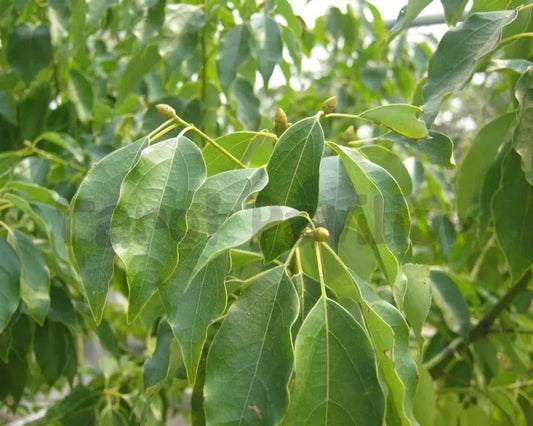 Ravensara Essential Oil 羅文沙葉精油