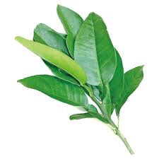 Pomelo Laef  Essential Oil 碌柚葉精油