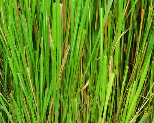 Vetiver Essential Oil 岩蘭草精油